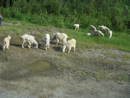 Mountain Sheep - goat, sheep, herd, animals