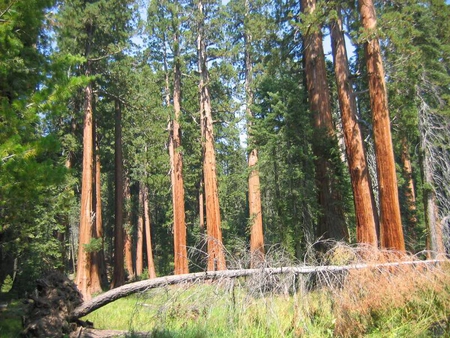 Sequoia Trees - leaves, land, trees, light