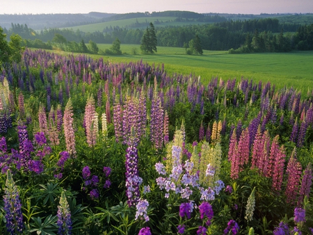 Lupins, Prince Edward Island. - field, flower, lupin, island