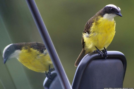 Yellow bird. - bird, feather, reflection, perch