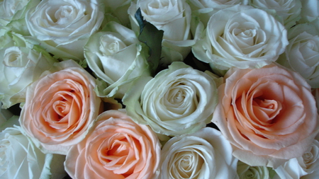 Pretty Roses - white, bunch, roses, pretty, beautiful, pale pink