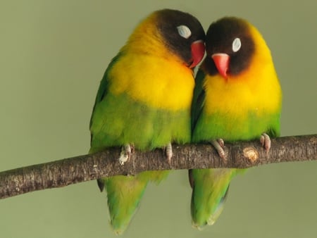 Parrots. - bird, parrot, colour, perch