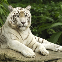 White tiger.
