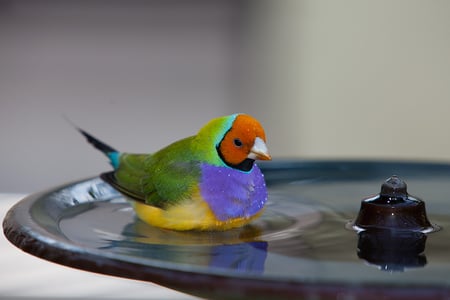 Gouldian finch bathing. - bath, bird, finch, water