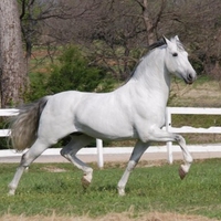  Grey Andalusian