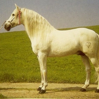 White Andalusian