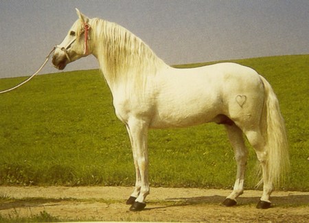 White Andalusian - horses, andalusian, animals, spanish horse, spain