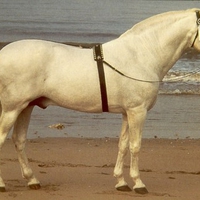 White Andalusian