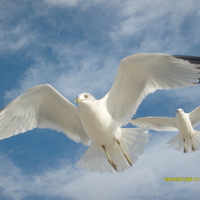 Blue Skies Of Freedom