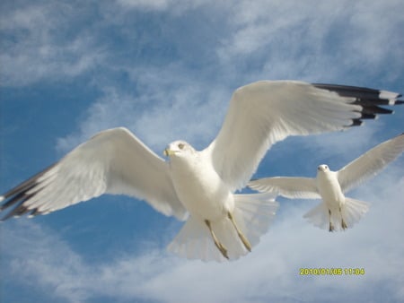 Blue Skies Of Freedom - seagulls, paradise