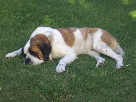 San Bernardo - Rocco - watussi, sleeping, rocco, san bernardo