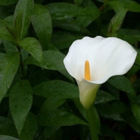 Single Calla Lily