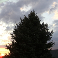 pine tree in the eve