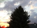 pine tree in the eve