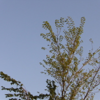 tree in the sky