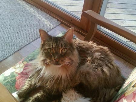 Gracie Marie (My Cat) - gracie marie, animals, maine coon, cats, my cat