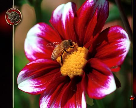 Flower and bee - nature, flower