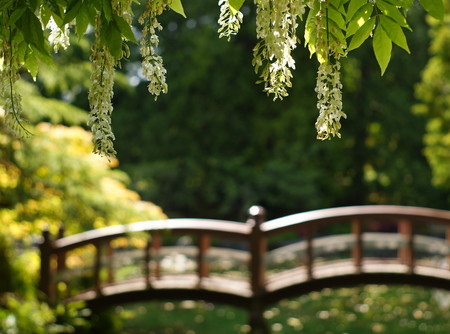 Hanging Wisteria - flowers, nature, wisteria, bridge, japanese garden