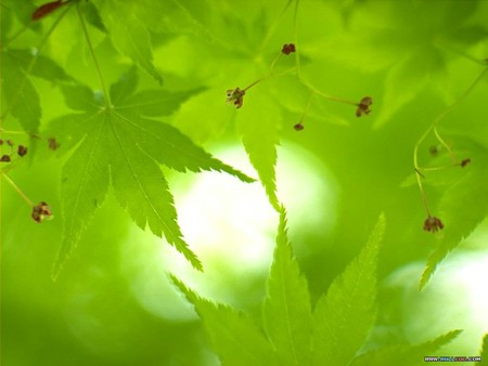 Green Japanese Maple Leaves - leaves, nature, green, japanese maple