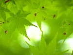 Green Japanese Maple Leaves