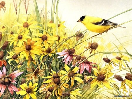 Goldfinch In Daisy Field - wings, painting, art, brown, yellow, petals, daisies, grass, black eyed susans, purple conflowers, feathers, yllow, drawing, bird, goldfinch, nature, pink, beak, leaves, flowers, perched