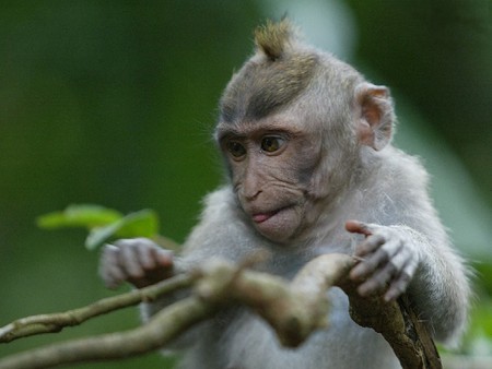 LITTLE MONKEY! - monkey, animals, abstract, other