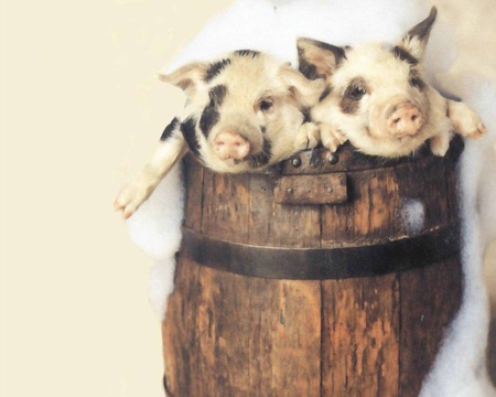 Pigs in a Barrel - pigs, barrel, young, two