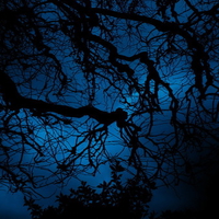 tree at night