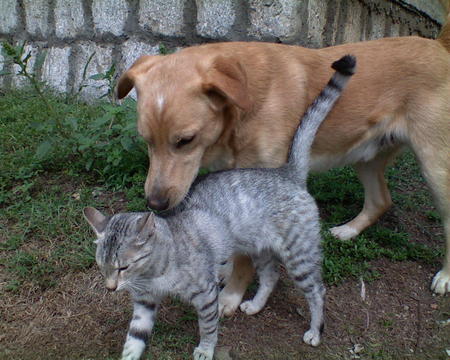 Friends forever - dog, friends, love, cat