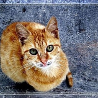 yellow kitty Cleo