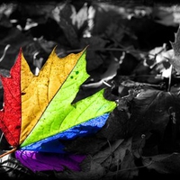 Rainbow Leaf