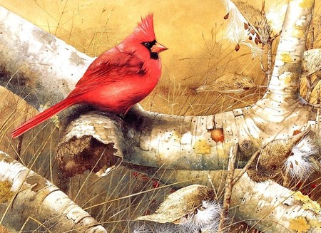 Mr. Red - cardinal, branches, birds, autumn, red, art, animals