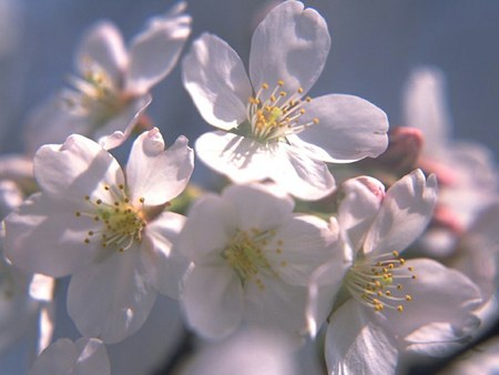 White Pink Cherry Blossoms - white, nature, pink, flowers, cherry blossoms