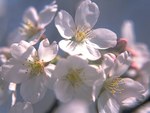 White Pink Cherry Blossoms