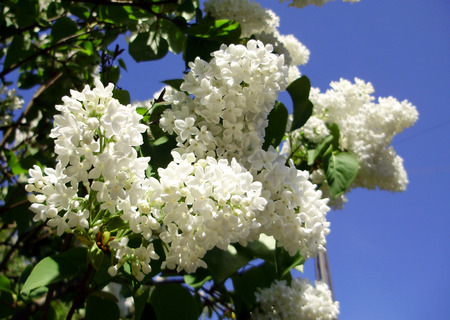 White lilacs - photo, white, flower, lilacs