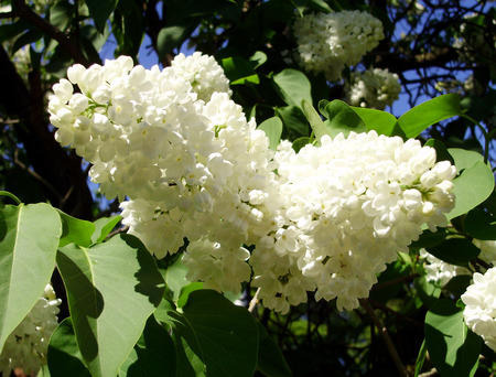 White lilacs 2 - may, white, lilacs, photo, flower