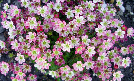 pink flower carpet - flowers, carpet, pink