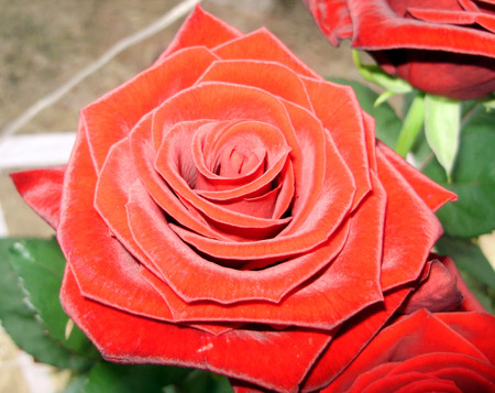 red rose - photo, red, rose, nice