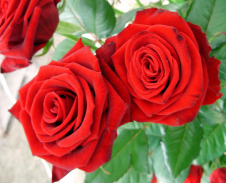 red roses - photo, red, rose, nice