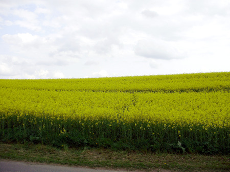 yellow field - field, photo, yellow