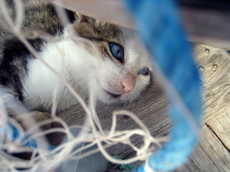 	blueblue eyes - cat, blue, eyes