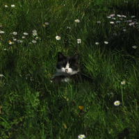 just cat