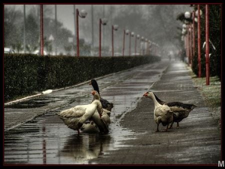 	duck conversations - conversations, duck, rain