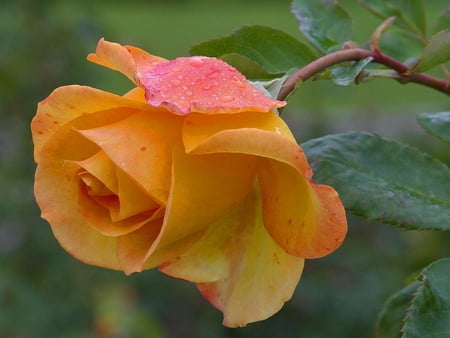 BEAUTY - leaves, beauty, yellow, rose