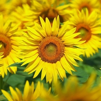 Sunflowers Field