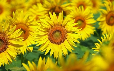 Sunflowers Field - beautiful, lovely, field, photo, sunflowers, photography, yellow, nature