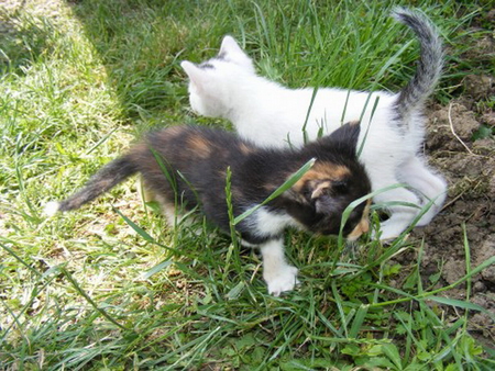 TWO KITTENS - white, two, grey, kittens