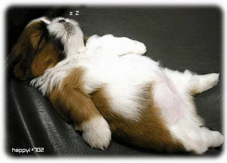 SNOOZING - snoozing, cute, puppy, relaxed