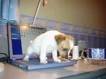 WEE NAUGHTY PUPPY - computer, puppy, naughty, wee