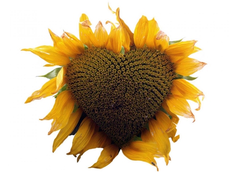 HEART SUNFLOWER - flower, sunflower, imaginary, heart